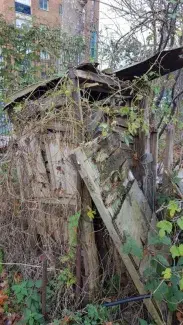 a picture of the overgrown ruins of an old wooden shed